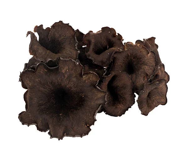 Black Trumpet בלק טרומפט